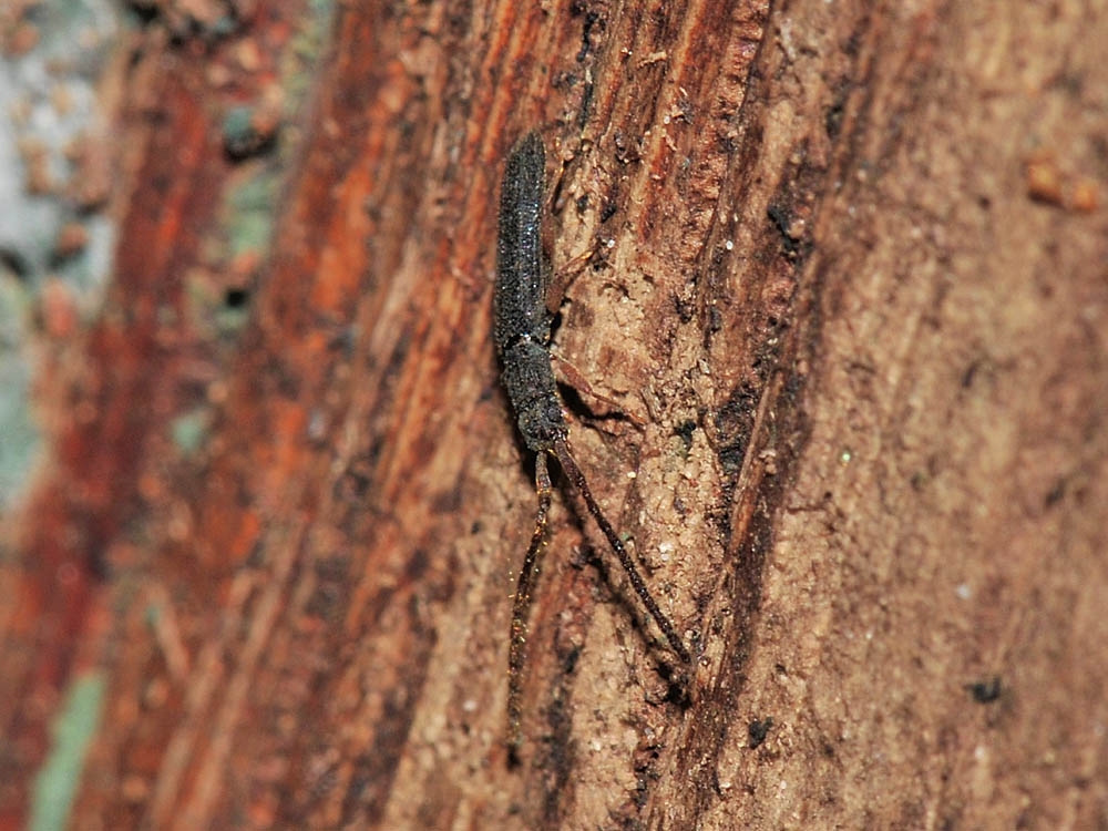 Uleiota planata, quasi biondo